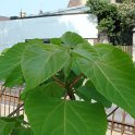 Clerodendron bungei feuille P17